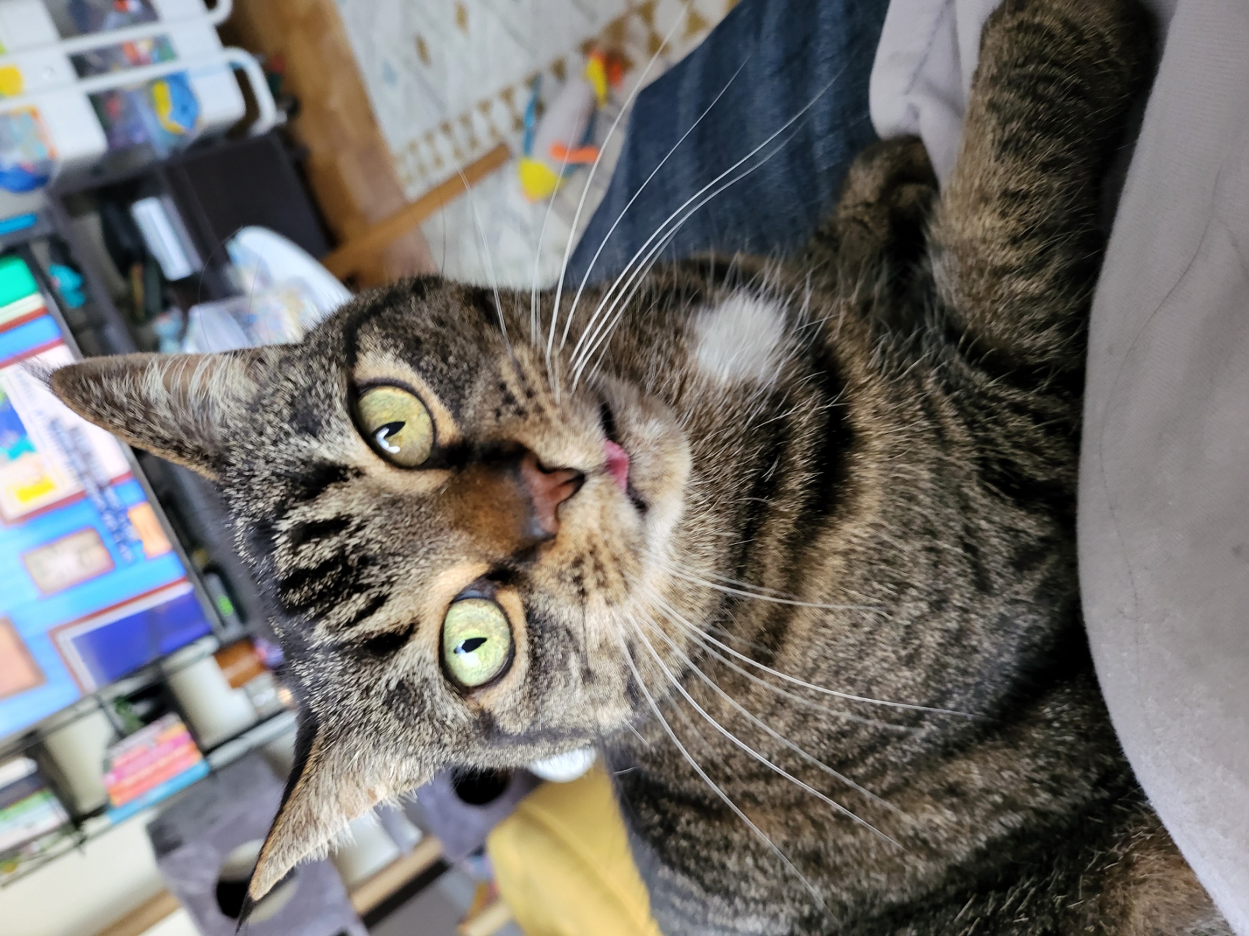 Photograph of an adorable cat with her tongue sticking out.